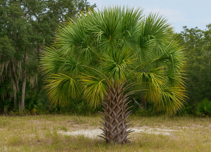 Sabel Palmetto